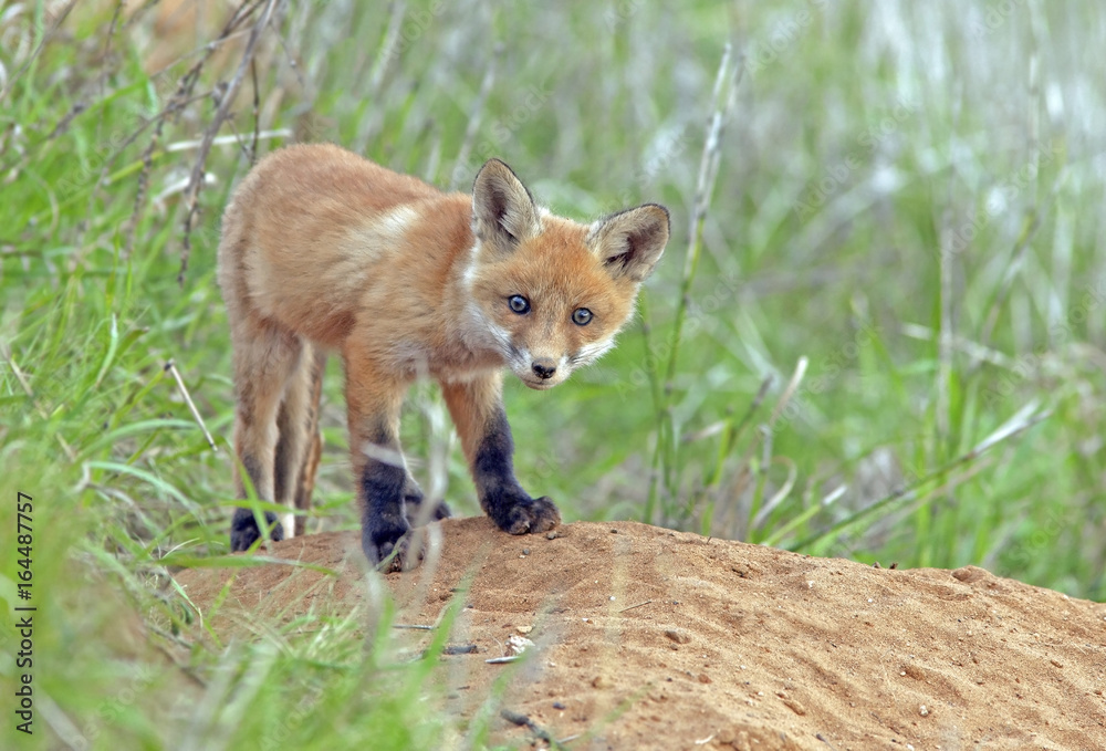 Fototapeta premium little fluffy Fox in the meadow