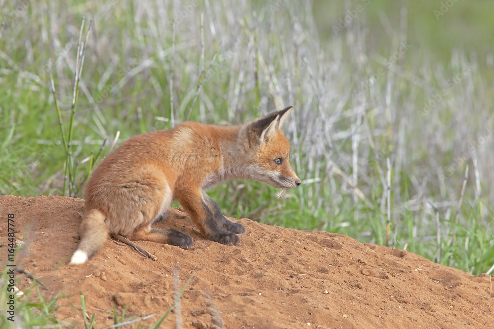 Fototapeta premium little fluffy Fox in the meadow