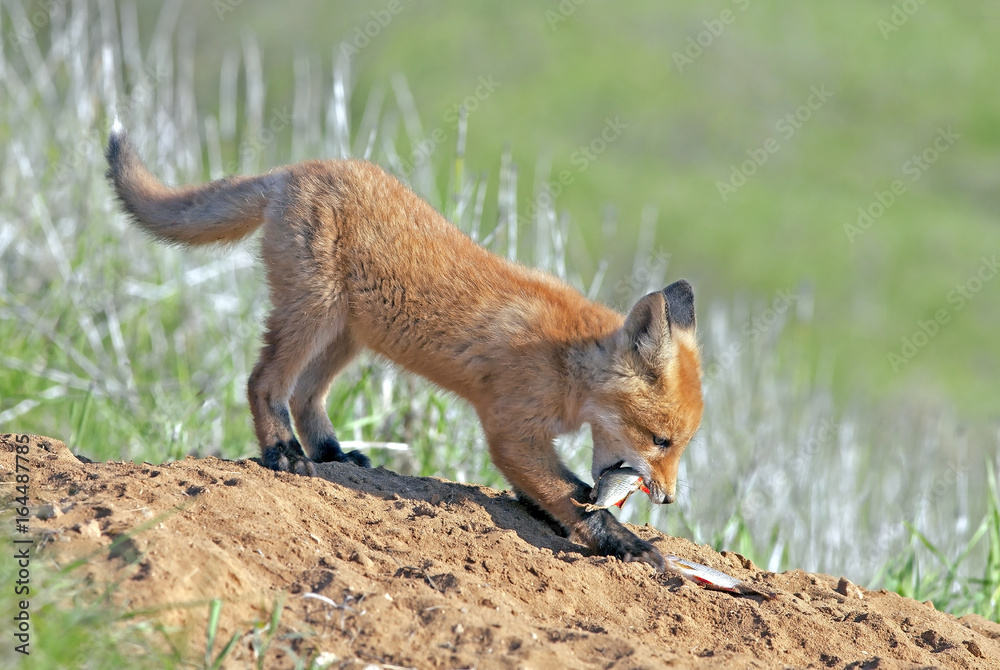 Fototapeta premium little fluffy Fox in the meadow