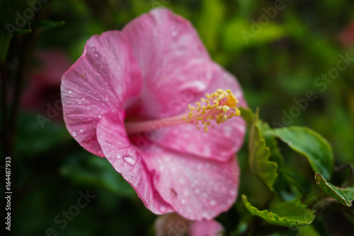 Pink flower hibiscus flower garden.
