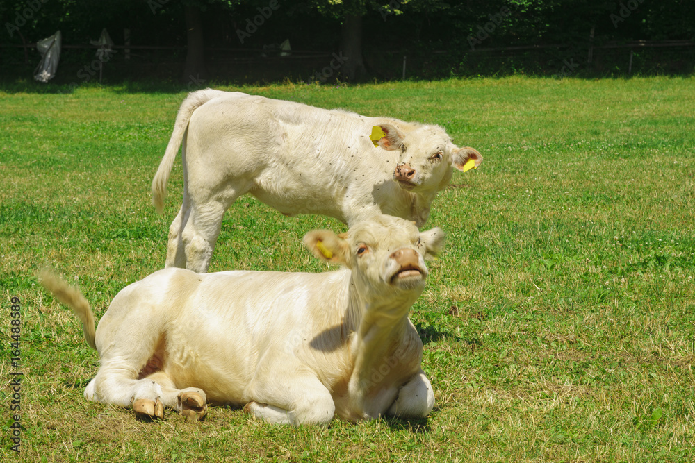 Cattle breed charolaise on the pasture Cattle breed charolaise on the pasture