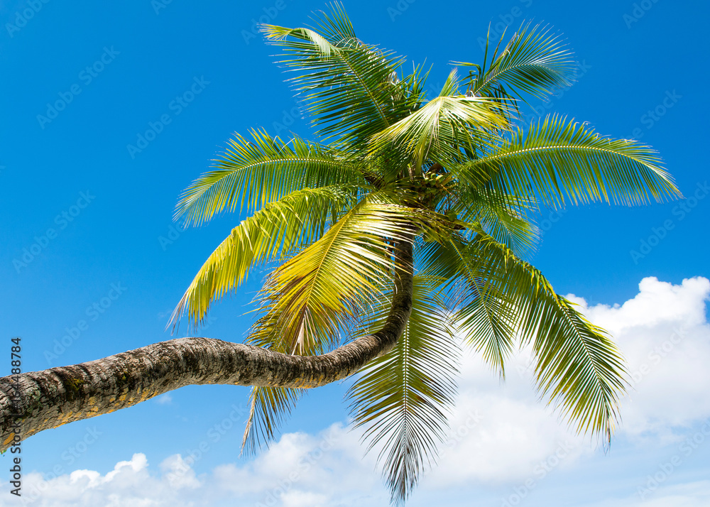 Fallen palm tree on a sandy beach along the turquoise ocean