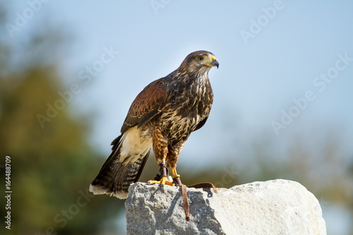 Lage hawk on a rock