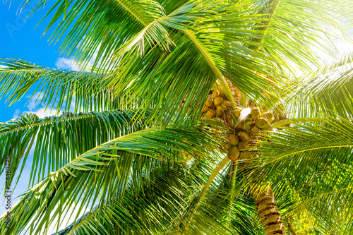 Close up image of palm tree with the coconuts on a branch