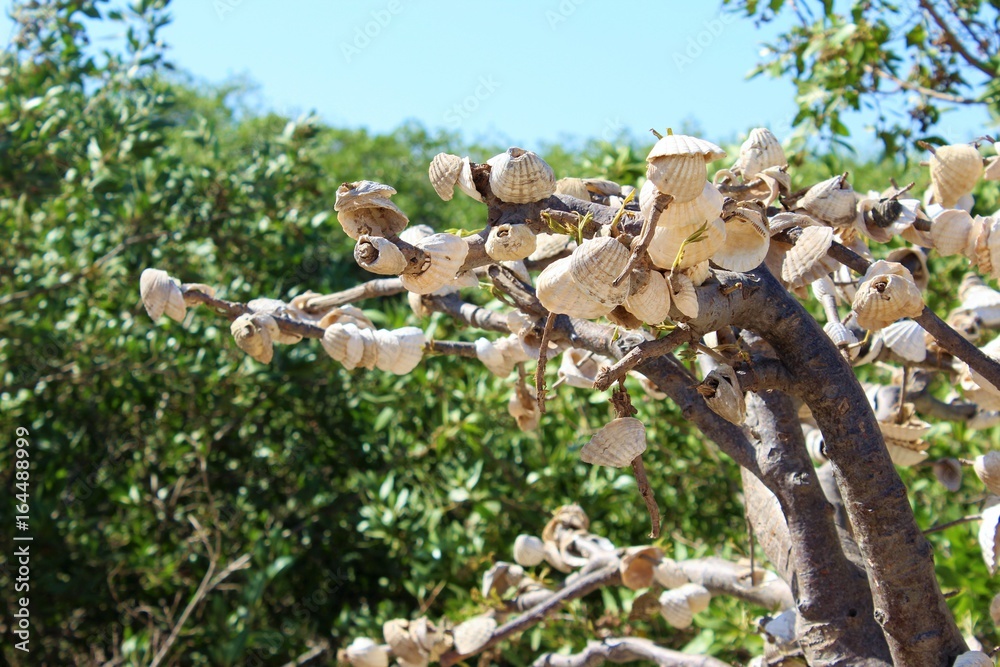 Obraz premium Sénégal