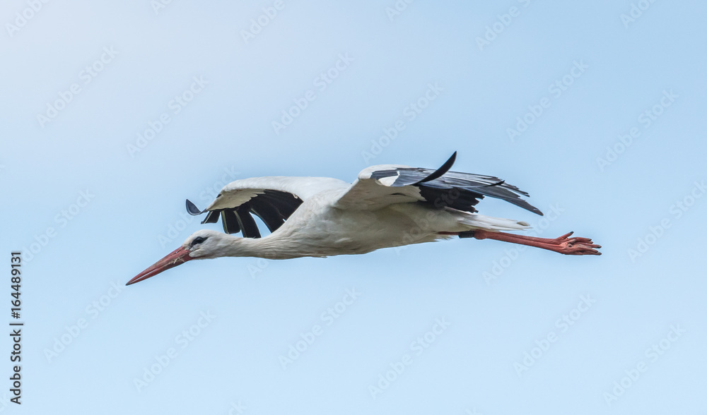 Obraz premium fliegender storch
