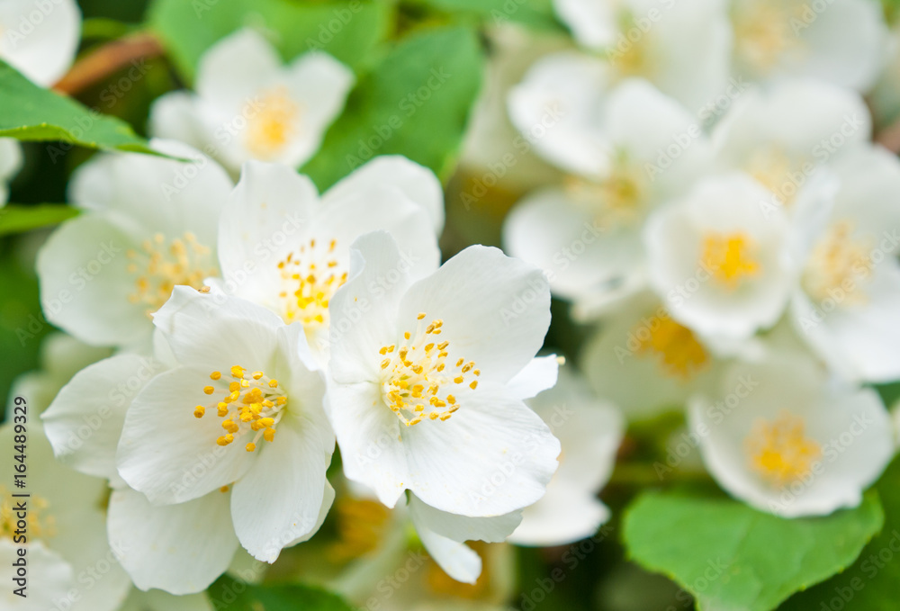 Philadelphus (mock-orange) Philadelphus (mock-orange)