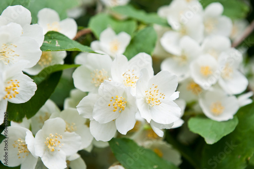 Philadelphus  (mock-orange)