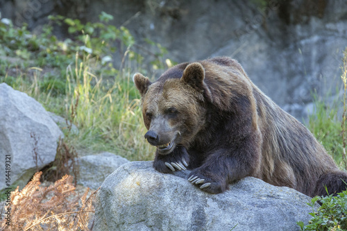 Brown Bear © paulfell