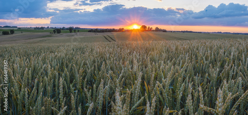the sun rising over the fiefs of young green wheat photo