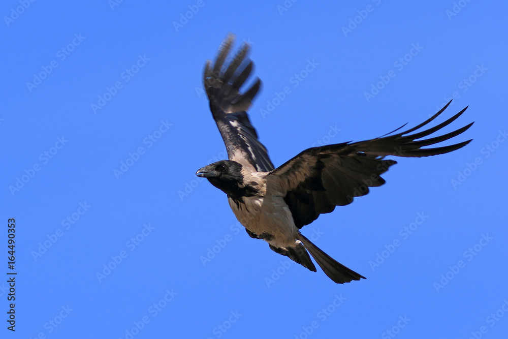 Fototapeta premium Corvus cornix. Crow close-up in the sky