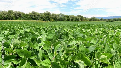 Soy field