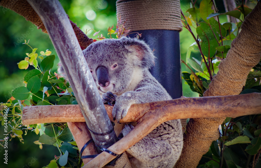 Obraz premium Koala