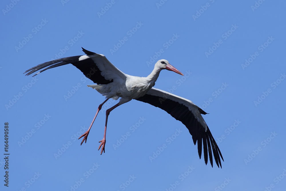 Fototapeta premium White stork (Ciconia ciconia)