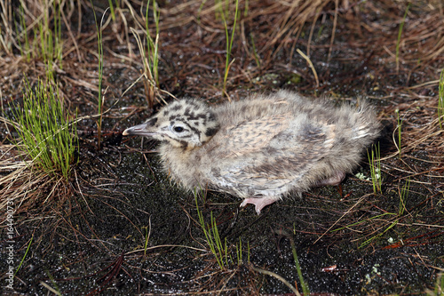 Larus heuglini. Gull chick hiding in the grass in the North of Siberia