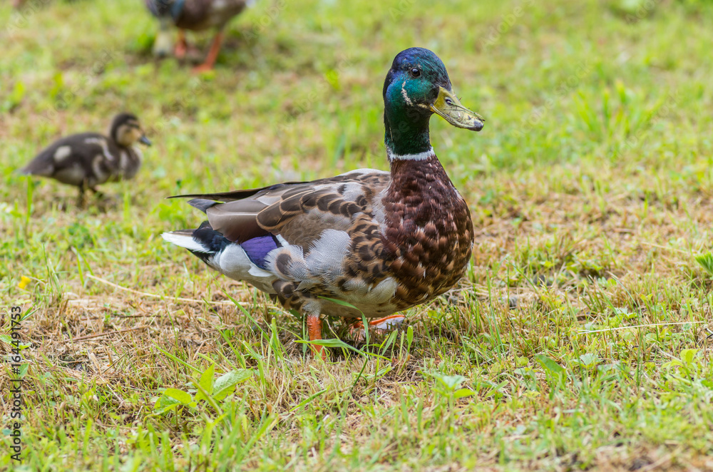 Male duck (Mallard) on green grass Male duck (Mallard) on green grass