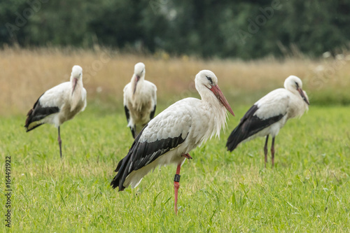 storch familie
