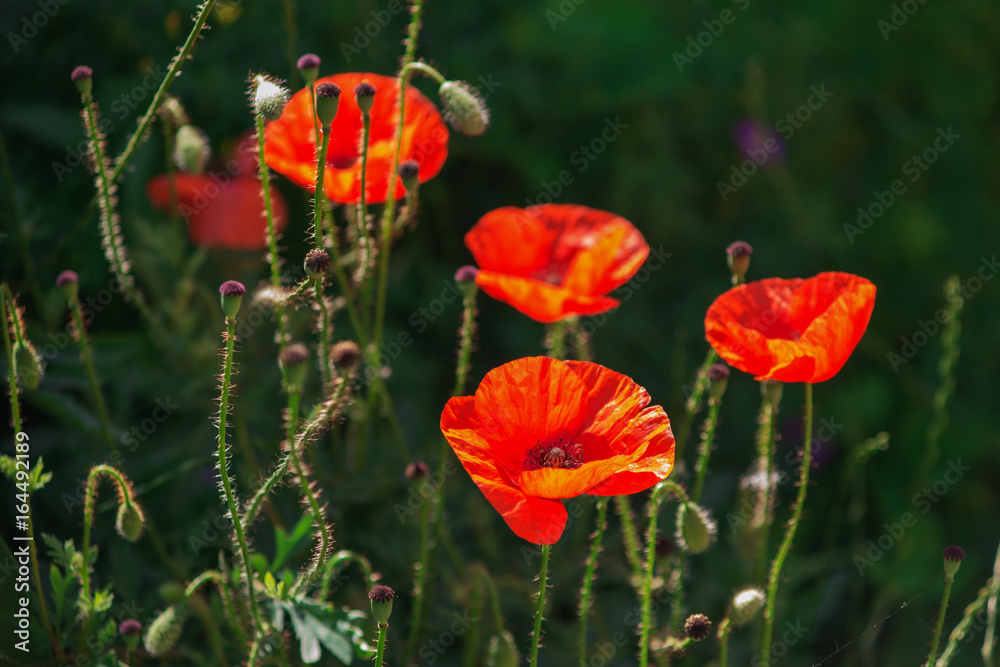 Fototapeta premium Red poppy