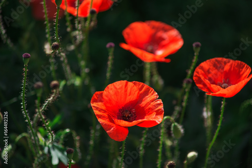 Red poppy