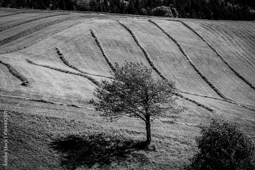 Fototapeta premium Champs du Vercors à Villard De Lans