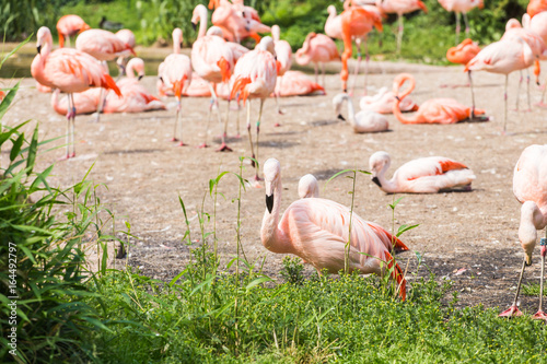 Group of flamingo's , Flamingo resting in the grass. photo