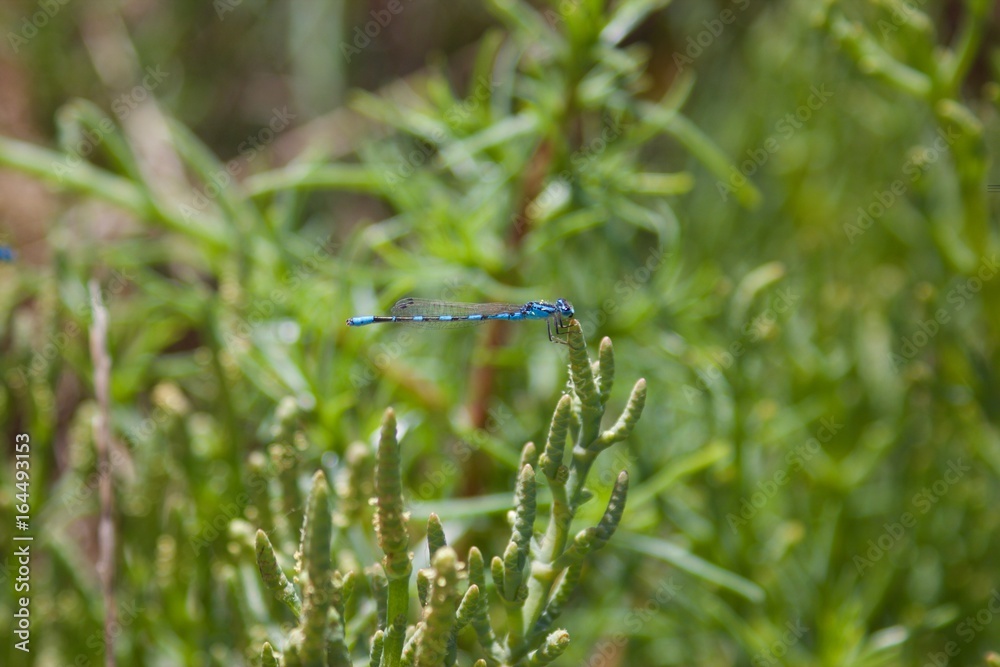 Dragonfly on Plant Dragonfly on Plant