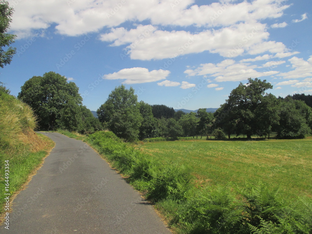 paysage avec vu sur pré et arbres