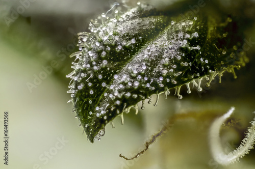 Marihuana Cannabis Macro