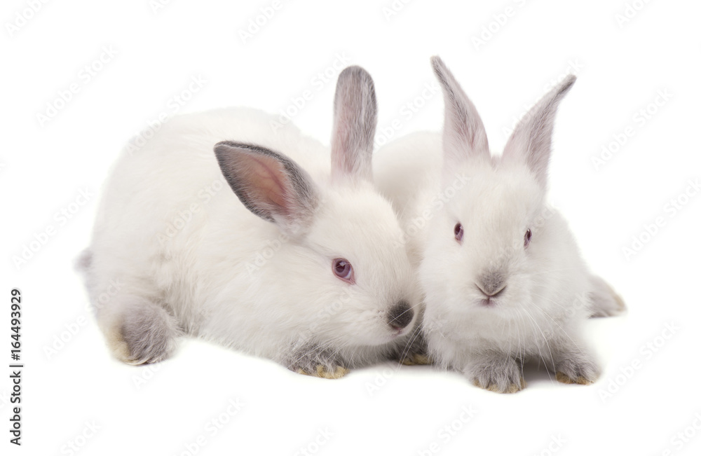 Two white small rabbits isolated on white background