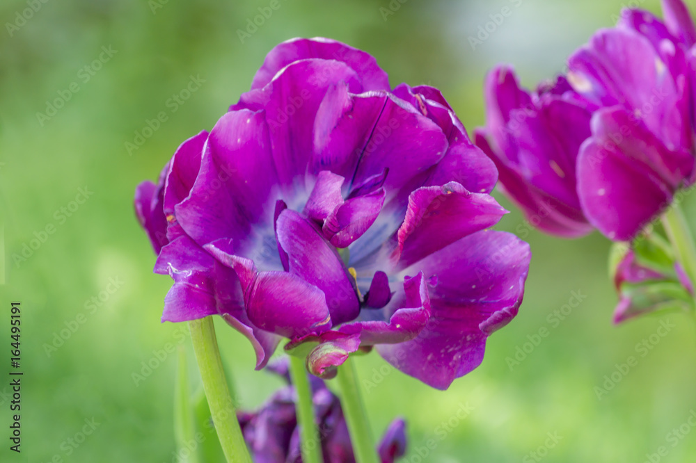closeup of purple tulip closeup of purple tulip