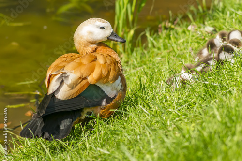 Mother red duck with her duckling near pond photo