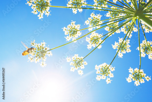 Cow parsley flower from bel...