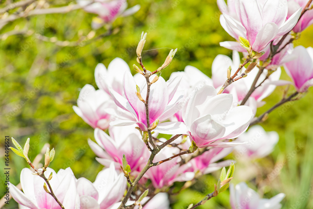 magnolie magnolia kwitnąca wiosną magnolie magnolia kwitnąca wiosną