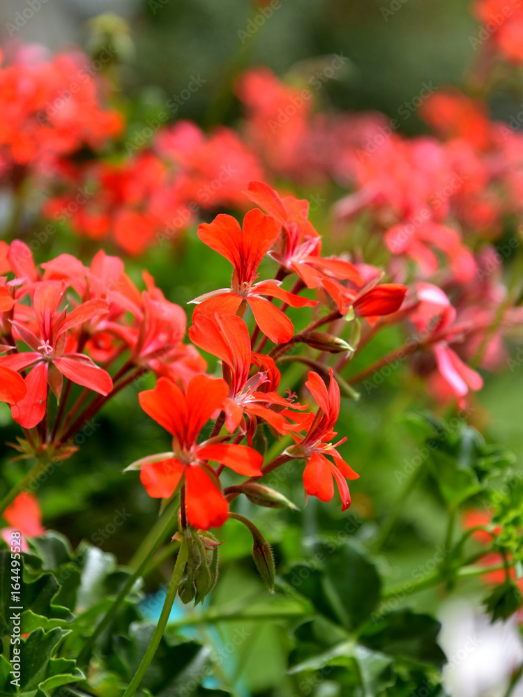 Red pelargonium flower decorating the garden in summer Red pelargonium flower decorating the garden in summer