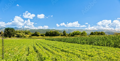 Field of soybean. Agricultural landscape.