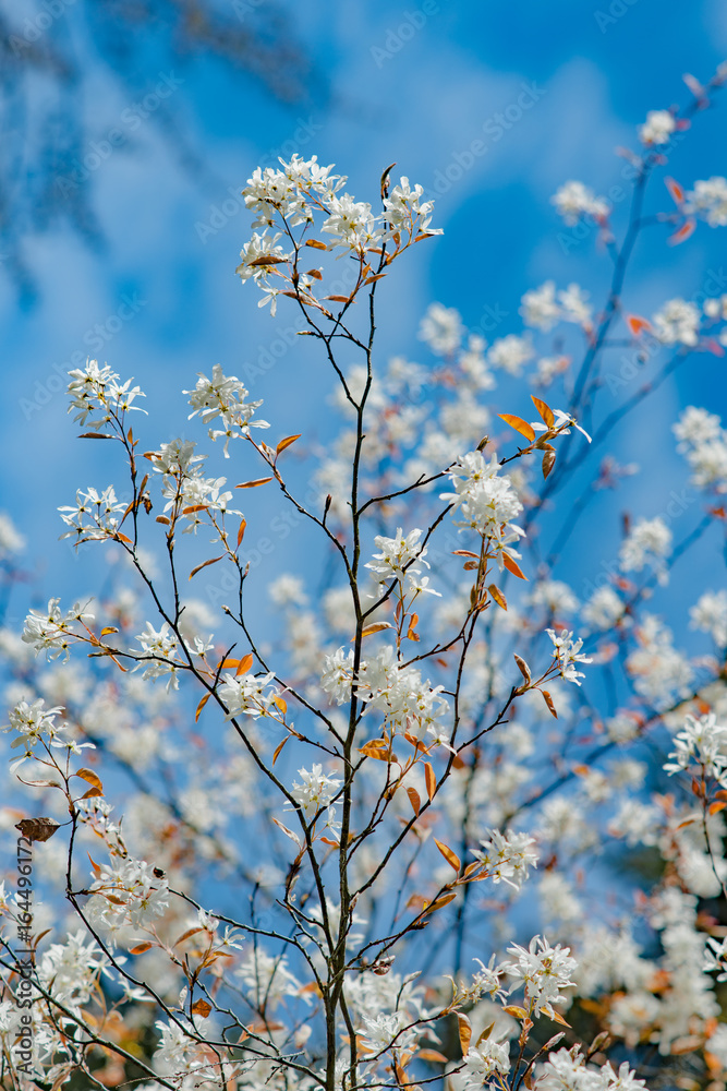 kwitnące drzewa owocowe na niebieskim tle