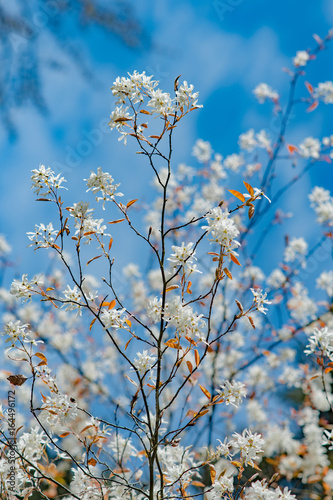 kwitnące drzewa owocowe na niebieskim tle