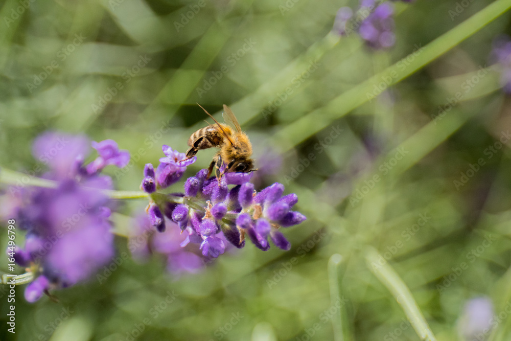 Bee on lavender in springsun Bee on lavender in springsun