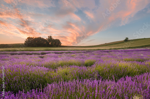 Blooming lavender fields in Little Poland  beautfiul sunrise