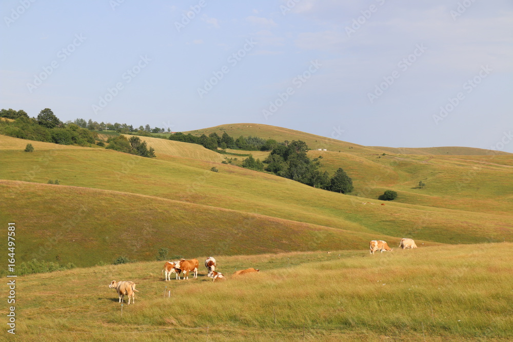 Obraz premium Cows on pasture