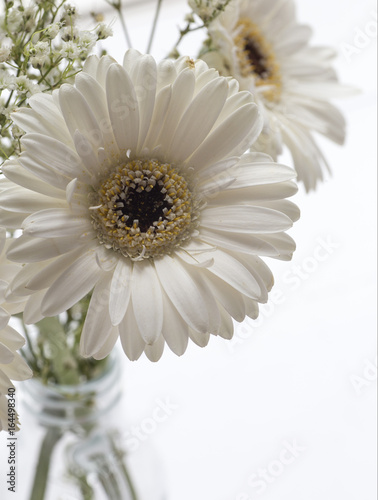 Macro of White Gerbera