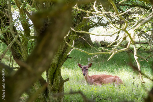 Fallow deer in nature © denboma