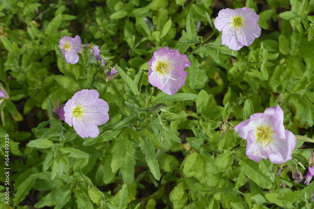 Rosea Oenothera speciosa - perennial with rose-ups and lovely pink flowers Rosea Oenothera speciosa - perennial with rose-ups and lovely pink flowers