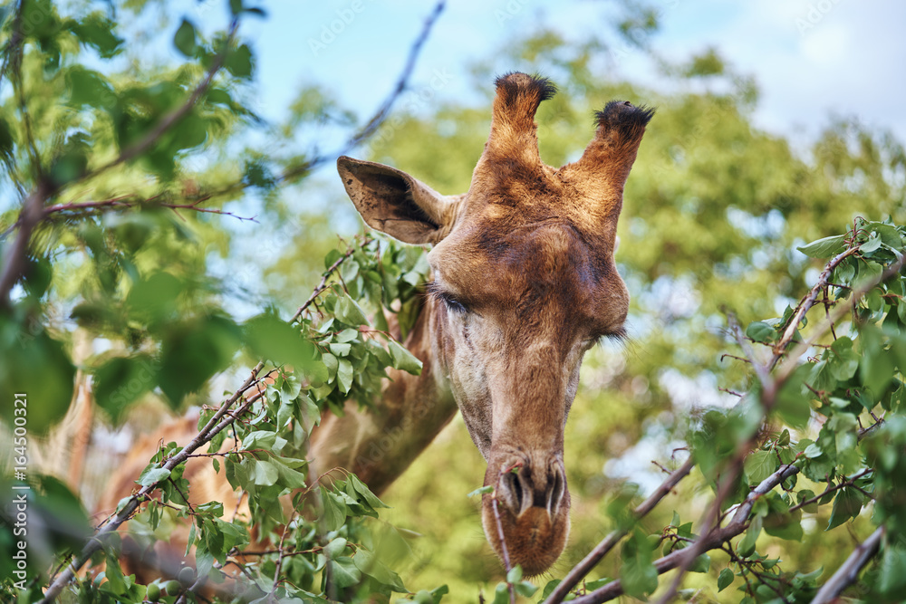 Obraz premium Wild animals, wildlife, giraffe eats tree leaves in the zoo
