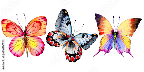 Canvas Print Exotic butterfly wild insect in a watercolor style isolated