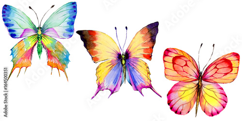 Exotic butterfly wild insect in a watercolor style isolated. Full name of the insect: butterfly. Aquarelle wild insect for background, texture, wrapper pattern or tattoo.