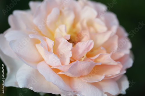 Beautiful garden rose in the garden