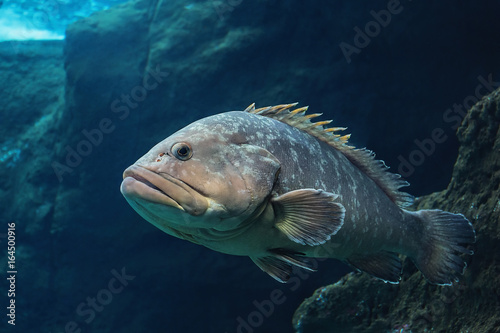 Polyprion americanus, Wreckfish, stone bass, a big Atlantic fish, underwater life