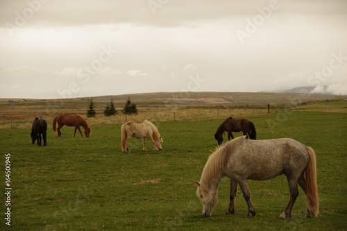 Horses in Iceland
