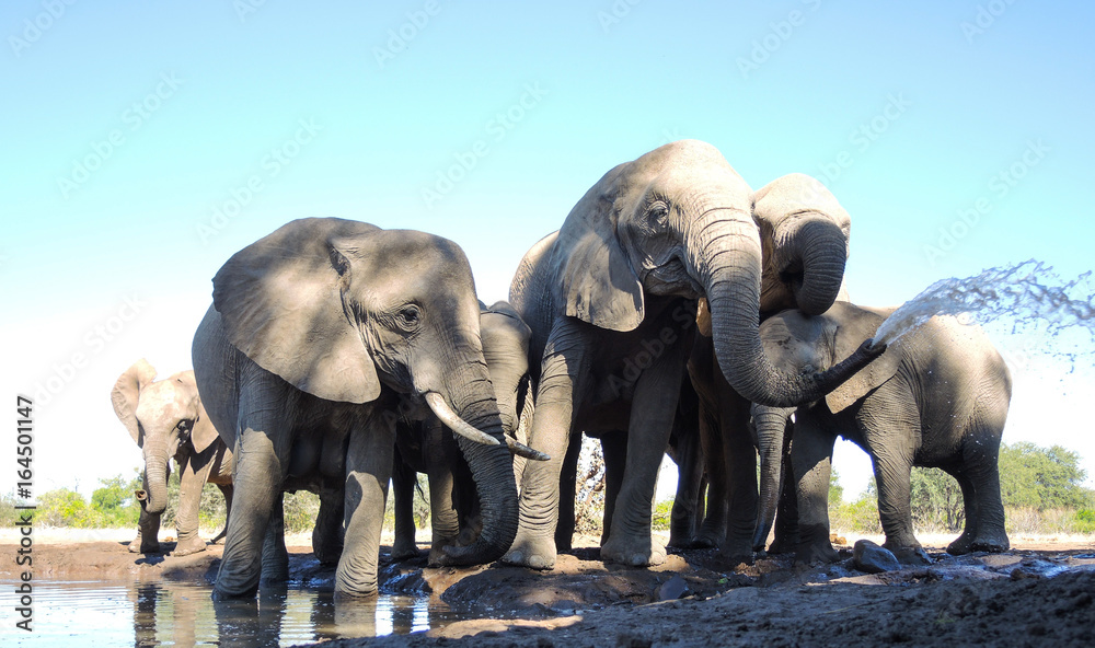 Fototapeta premium Elefant